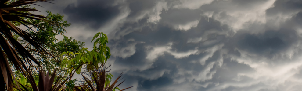Storm clouds above palm trees